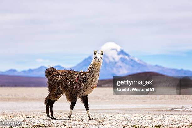 chile, lama, lama glama, standing in the atacama desert - llama animal 個照片及圖片檔