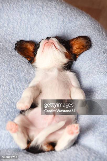 sleeping cavalier king charles spaniel puppy lying on back on a blanket - dog stretching stock pictures, royalty-free photos & images