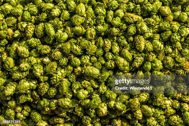 harvested hops - fotoshop stockfoto's en -beelden