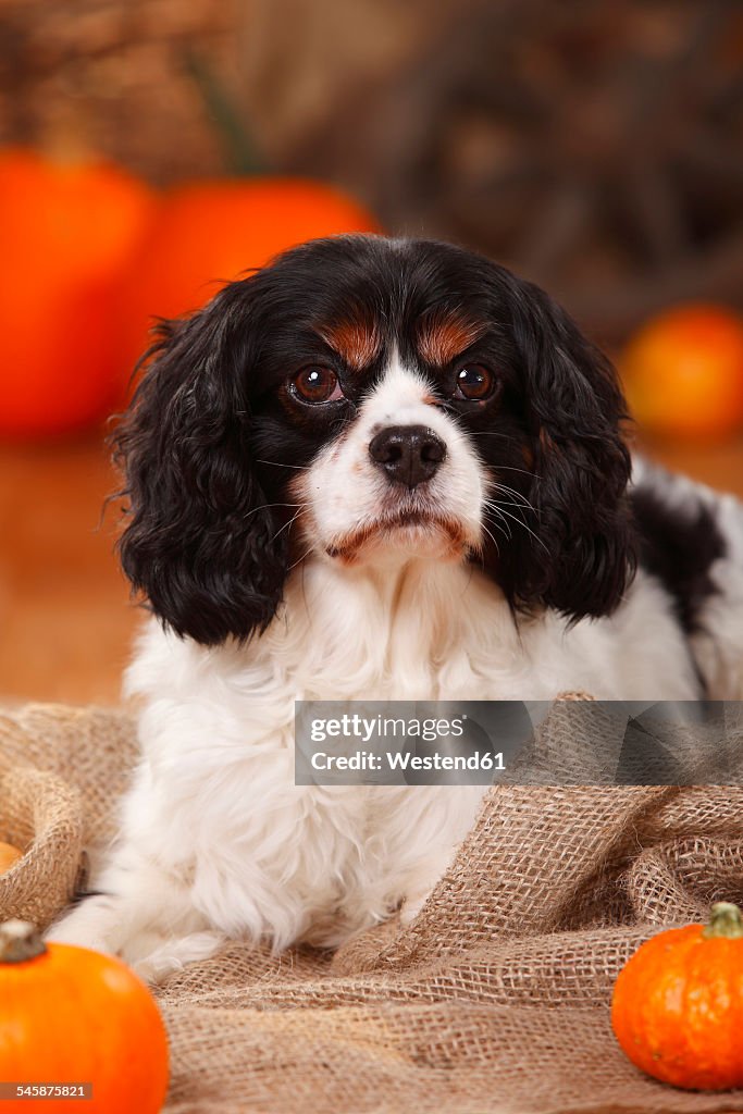 Portrait of Cavalier King Charles Spaniel in an autumnal decorated barn