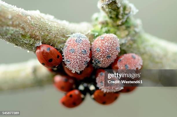 seven-spotted ladybirds, coccinella septempunctata, hanging at a twig covered with frost - ladybug stock pictures, royalty-free photos & images