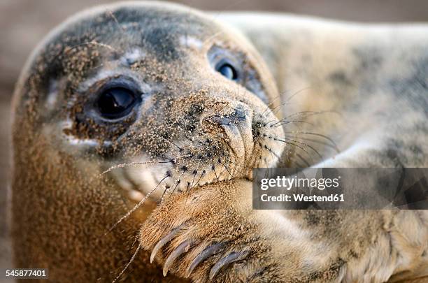 portrait of grey seal, halichoerus grypus, with sandy snout - kegelrobbe stock-fotos und bilder