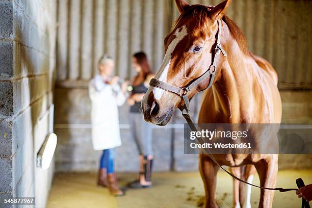 horse in stable with teenage girl and veterinarian in background - pferdeartige stock-fotos und bilder