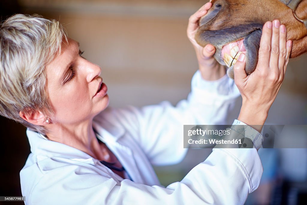 Veterinarian examining teeth of a horse in stable