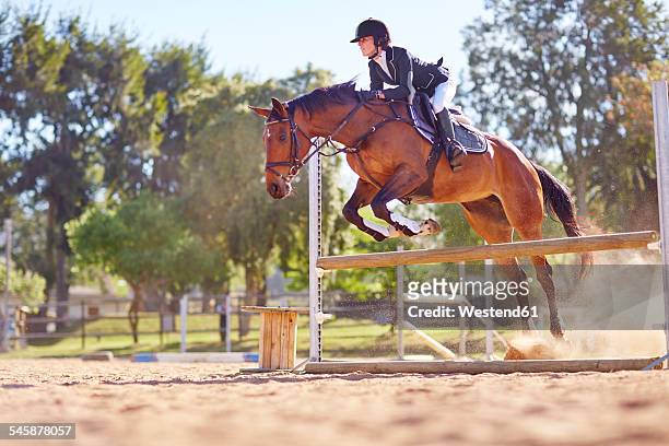 young woman on horse crossing obstacle on course - reitsport stock-fotos und bilder