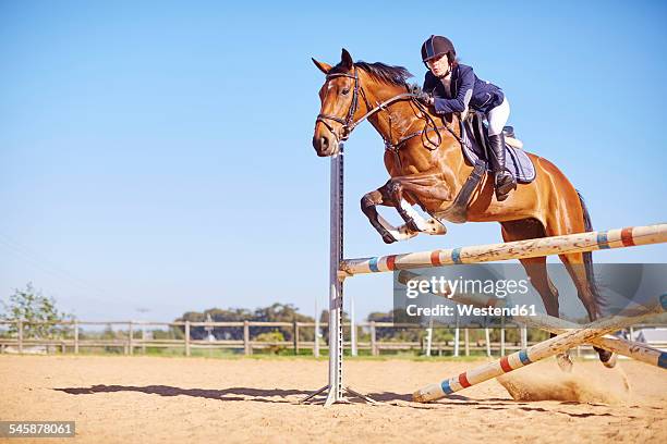 young woman on horse crossing obstacle on course - equestrian show jumping stock pictures, royalty-free photos & images