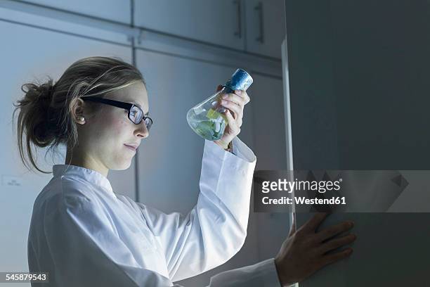 young scientist working in a lab - pallone di vetro foto e immagini stock