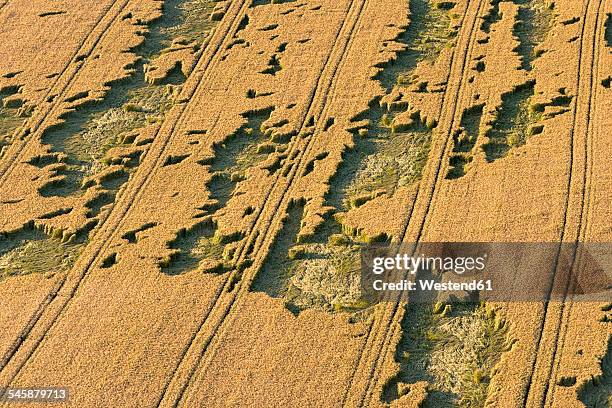 germany, baden-wuerttemberg, ravensburg, field with hailstone damage - ravensburg stock pictures, royalty-free photos & images