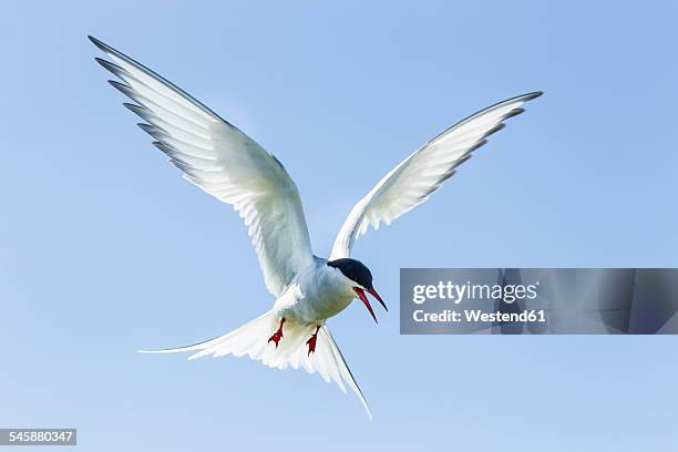 united kingdom, england, northumberland, farne islands, common tern, sterna hirundo - アジサシ ストックフォトと画像