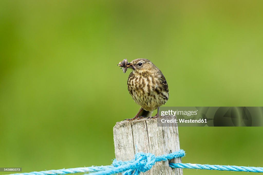 United Kingdom, England, Northumberland, Farne Islands, Meadow pipit, Anthus pratensis, with nest building material