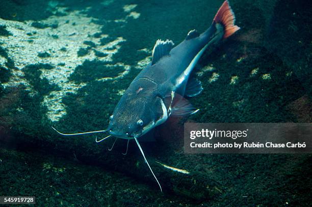 catfish - catfish stock pictures, royalty-free photos & images