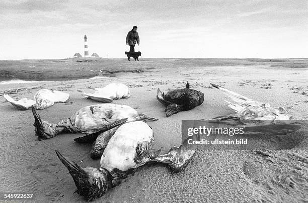 Durch Wasserverschmutzung verendeteSeevögel an der Nordseeküste- 1988