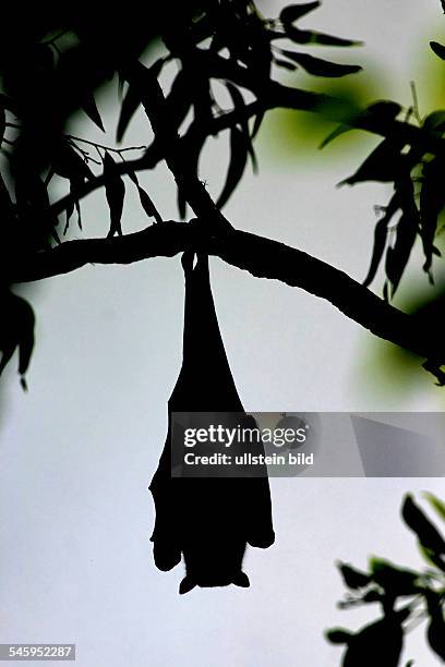 Australia Northern Territory - Silhouette of a Flying Fox hanging from a tree