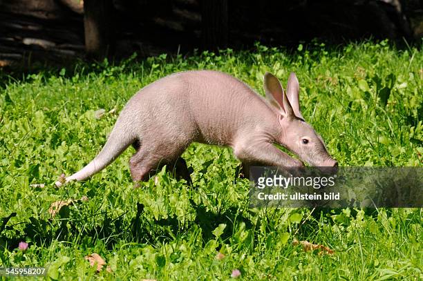 Germany Berlin Charlottenburg - aardvark born on in the Berlin zoo -
