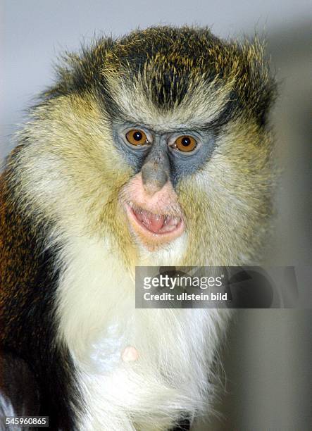 Mona Monkey at zoo Tierpark Friedrichsfelde