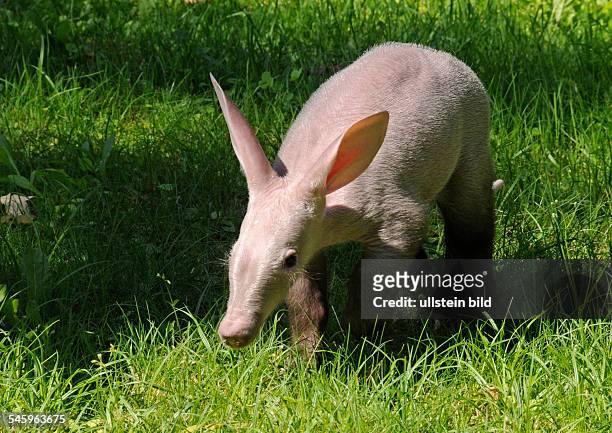 Germany Berlin Charlottenburg - aardvark born on in the Berlin zoo -