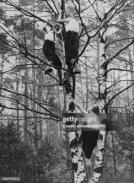 Jungmädellager in Berlin - Frohnau:Mädchen klettern auf eine Birke- 1939