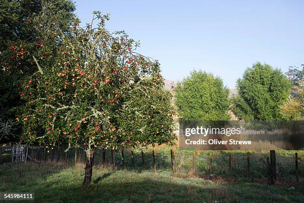 apple tree with fruit - apple tree stock pictures, royalty-free photos & images