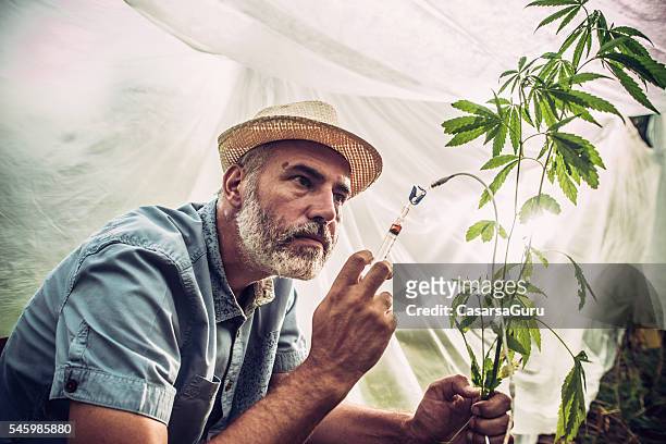 chemical modification of hemp plant - cannabis concentrate stock pictures, royalty-free photos & images