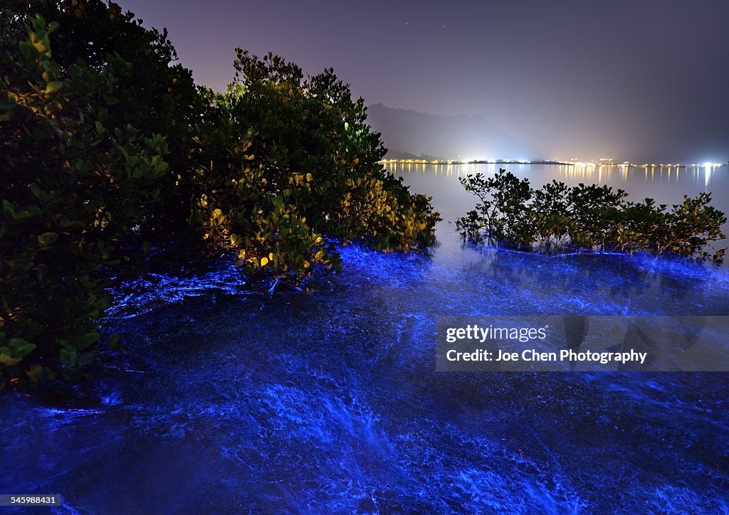 Phosphorescent glow from algae bloom near Hong Kon