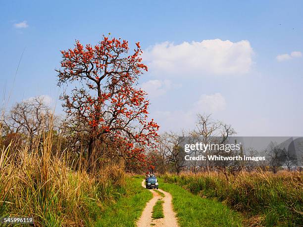 flame of the forest tree in chitwan, nepal - chitwan - fotografias e filmes do acervo