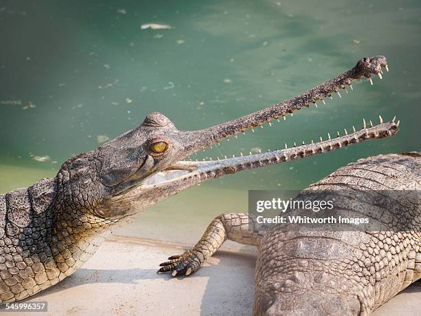 gharial crocodiles in conservation centre, chitwan - gharial stock pictures, royalty-free photos & images