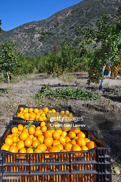 harvesting mandarins on a farm - orange california foto e immagini stock