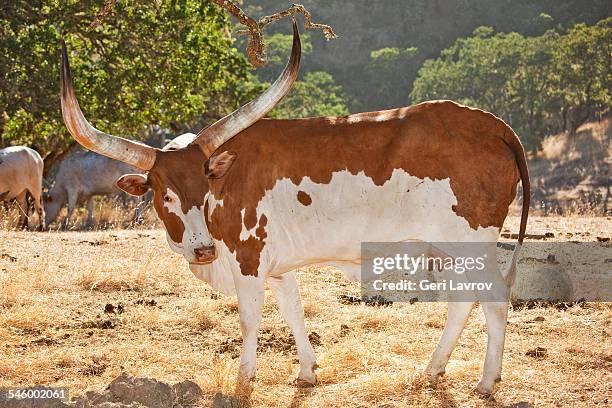 watusi cattle - ankole cattle stock-fotos und bilder