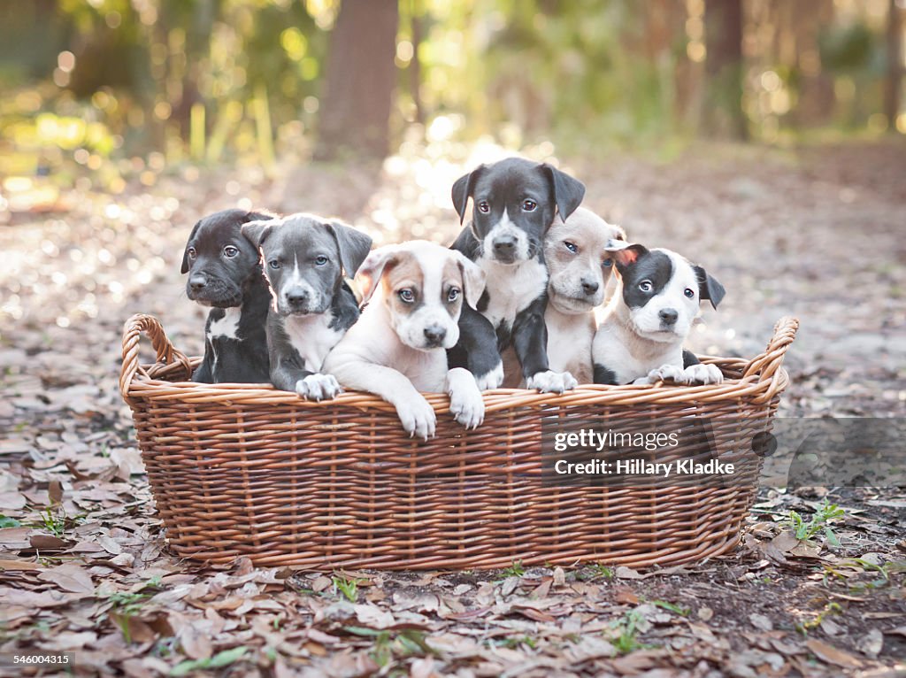 Puppies in wooden basket