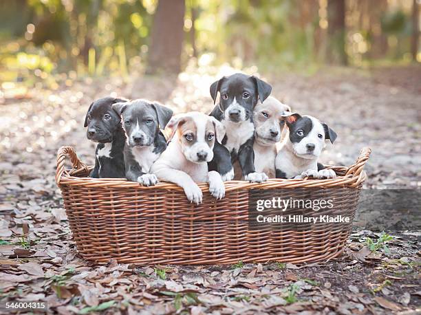 puppies in wooden basket - pit bull terrier stock pictures, royalty-free photos & images