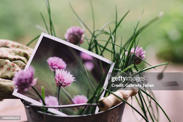 gardening chives - jardinerie stock pictures, royalty-free photos & images