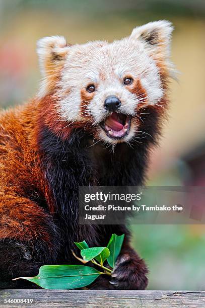 red panda with leaf and open mouth - red panda stock pictures, royalty-free photos & images