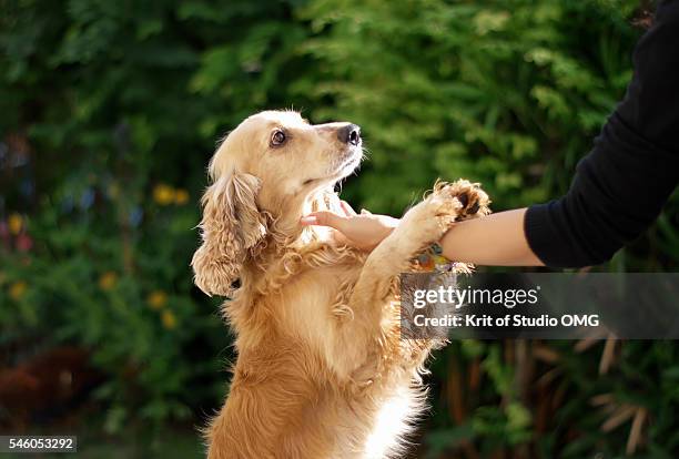 cocker spaniel and owner's hand - spaniel stock pictures, royalty-free photos & images