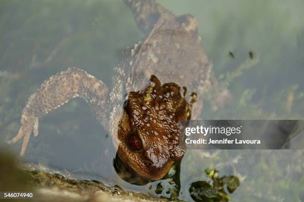 toad - amphibian stockfoto's en -beelden