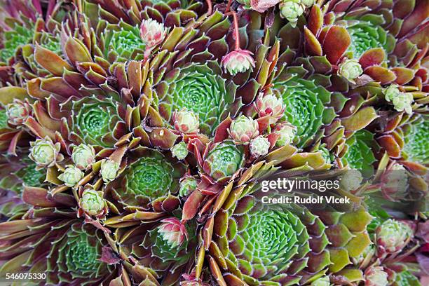 houseleek, sempervivum calcareum - houseleek stock pictures, royalty-free photos & images