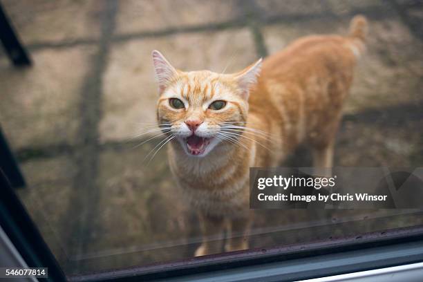 let the cat in - miauwen stockfoto's en -beelden