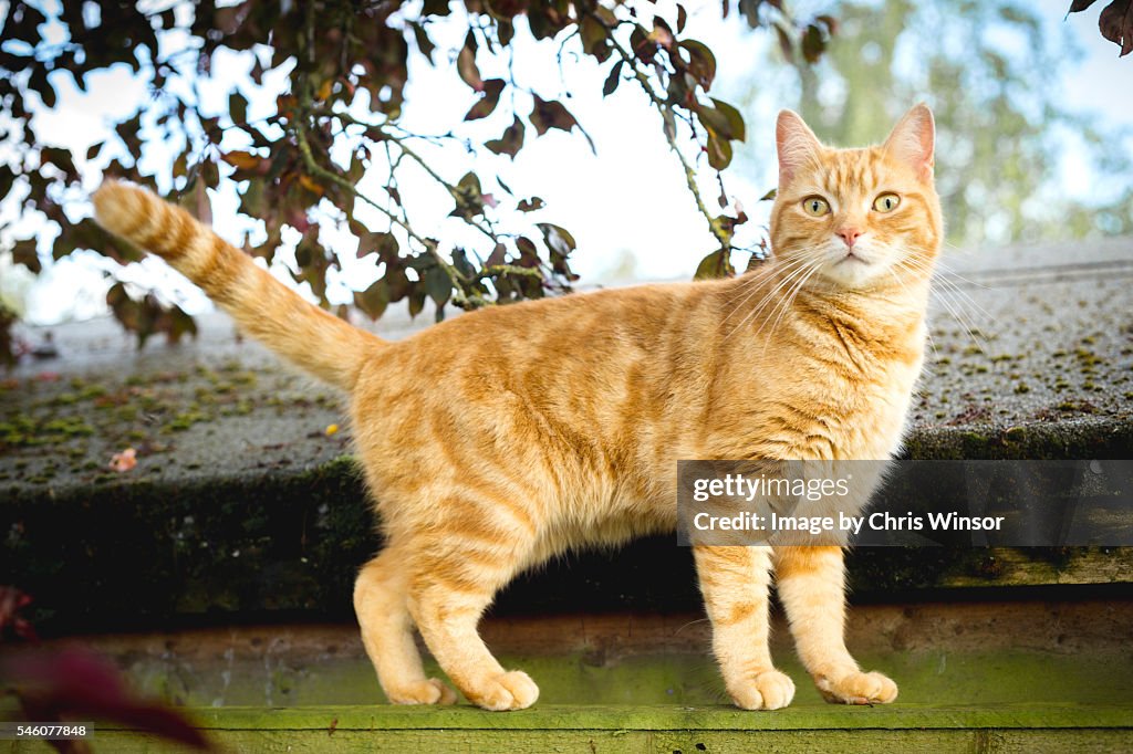 Fence cat