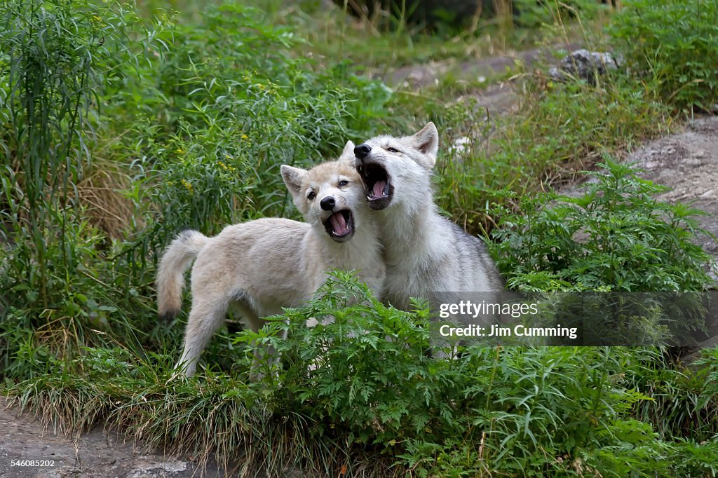 Arctic wolf pups howling