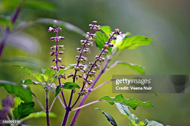 holy basil-ocimum basilicum-nature - tulsi stock pictures, royalty-free photos & images