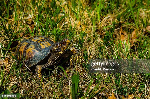 eastern box turtle - eastern box turtle stock pictures, royalty-free photos & images