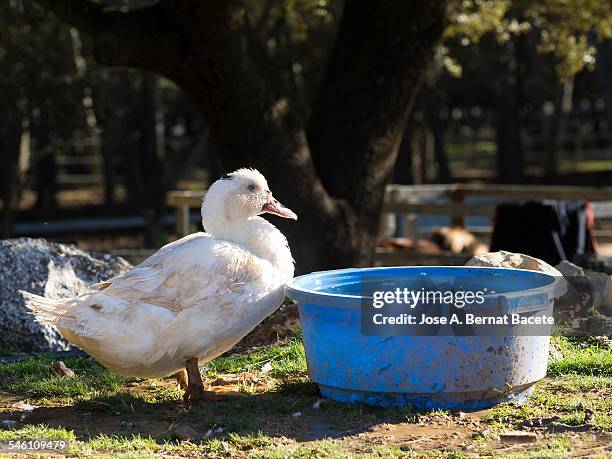 duck opposite to a tub of plastic with water - tin bath stock pictures, royalty-free photos & images
