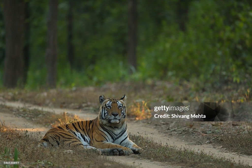 Royal Bengal Tiger of Kanha National Park