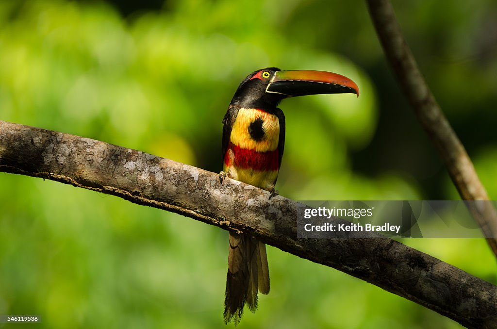 Fiery-billed aracari sits on a branch in Costa Rica