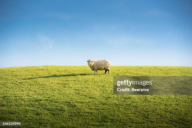 sheep grazing in a hill at sunset. - fundo azul fotografías e imágenes de stock