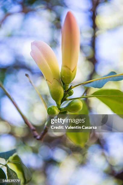 baobab cieba speciaosa flower - baobab flor fotografías e imágenes de stock