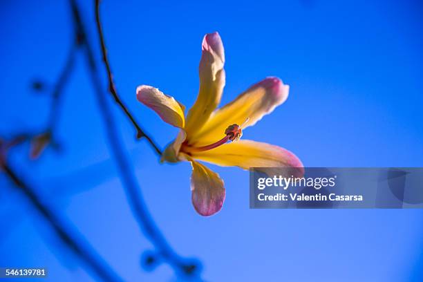 baobab cieba speciaosa flower - ceiba speciosa stock pictures, royalty-free photos & images