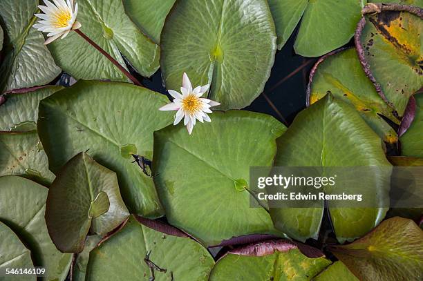 water lilies in bloom - pond stock pictures, royalty-free photos & images