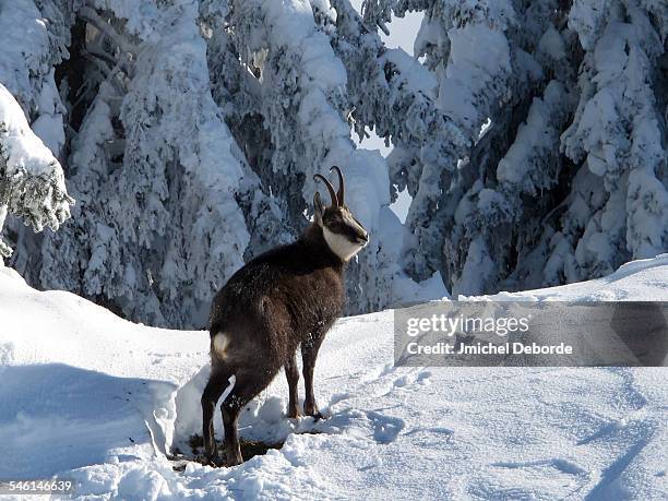 ibex winter french mountain - alpine ibex stock-fotos und bilder