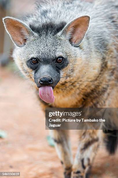 cheeky aardwolf - lobo da terra imagens e fotografias de stock