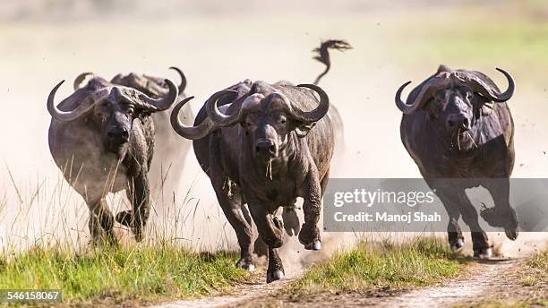 african buffalos running - an ox stockfoto's en -beelden